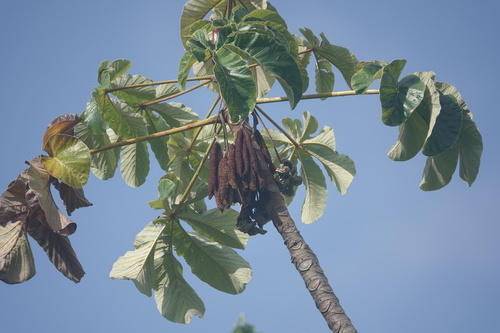 Cecropia palmata (Cecropia palmata)