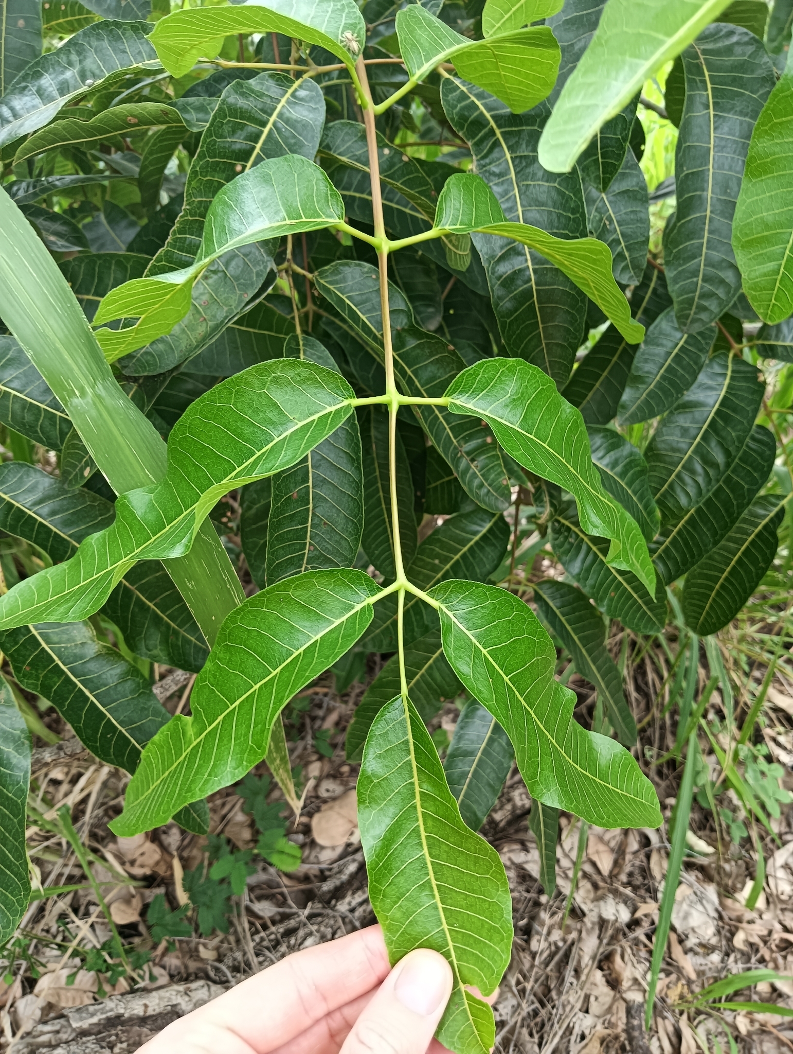 Scrub Turpentine (Canarium australianum)