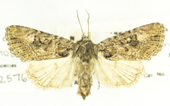 Aseptis binotata