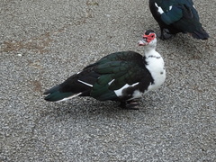 Cairina moschata domestica