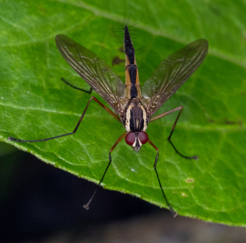 Trichodura