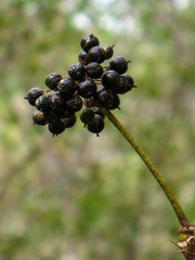 Eleutherococcus senticosus