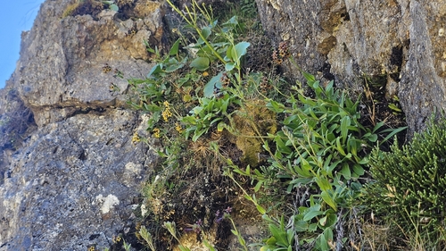 Myosotis macrantha, photograph 5