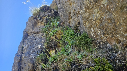 Myosotis macrantha, photograph 6