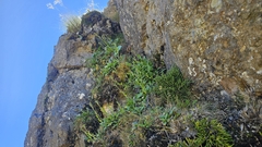 Myosotis macrantha, photograph author not stated, no rights reserved