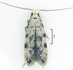 Crypsitricha stereota