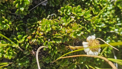 Celmisia bellidioides, photograph 5