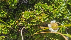 Celmisia bellidioides, photograph author not stated, no rights reserved
