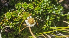 Celmisia bellidioides, photograph author not stated, no rights reserved