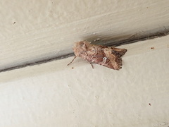 Lacinipolia stricta