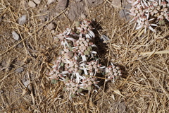 Euphorbia radians