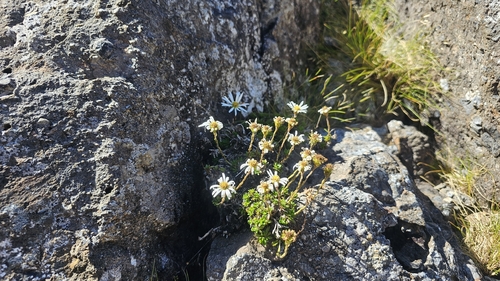 Celmisia bellidioides, photograph 4