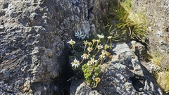 Celmisia bellidioides, photograph author not stated, no rights reserved