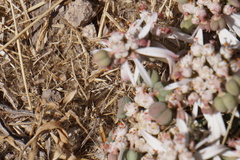 Euphorbia radians