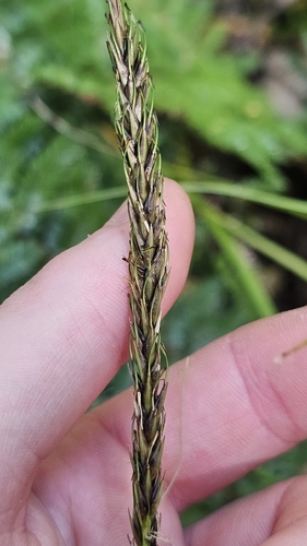 Fish Hooks (Carex corynoidea)
