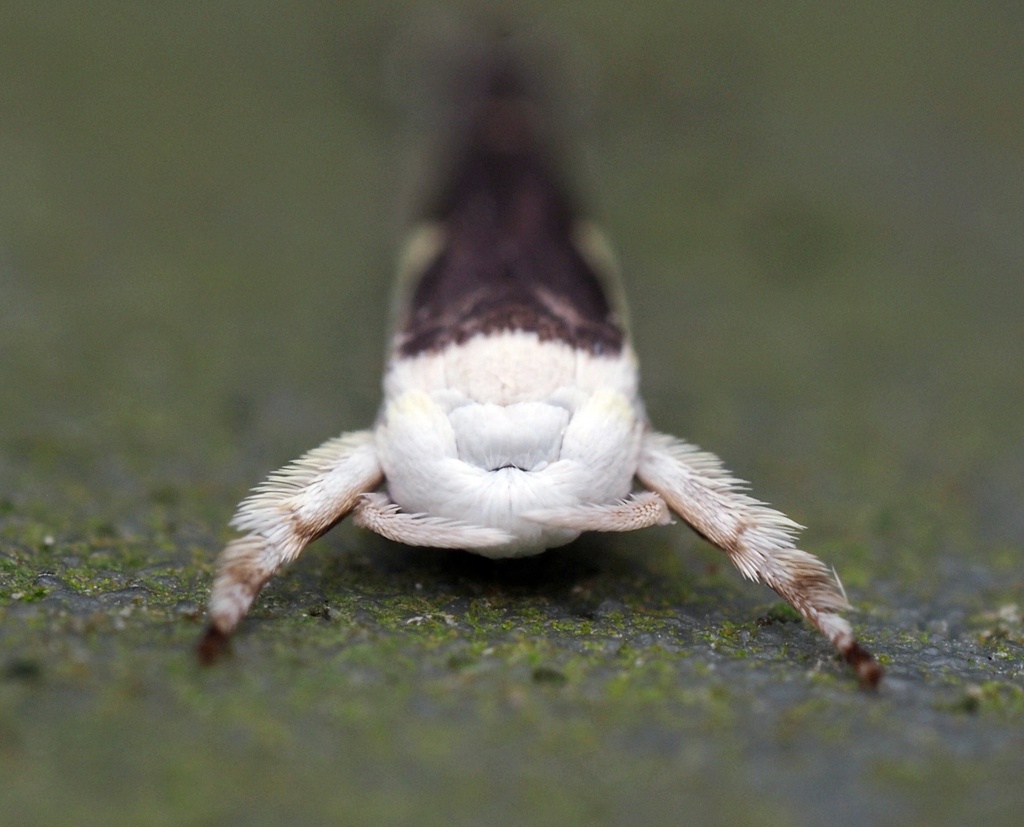Tom Moth Titoki moth from Ruawai, New Zealand on January 23, 2026 at 09:16 AM by ...