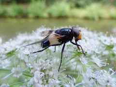 Volucella pellucens