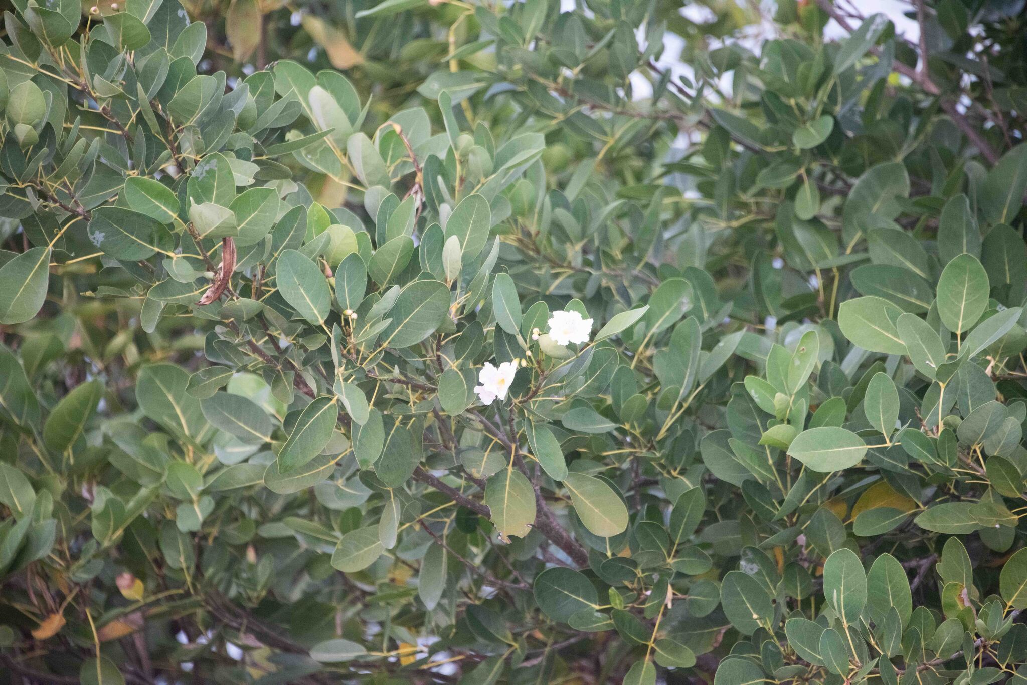 White trumpet tree