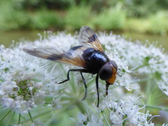 Volucella pellucens