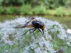 Volucella pellucens
