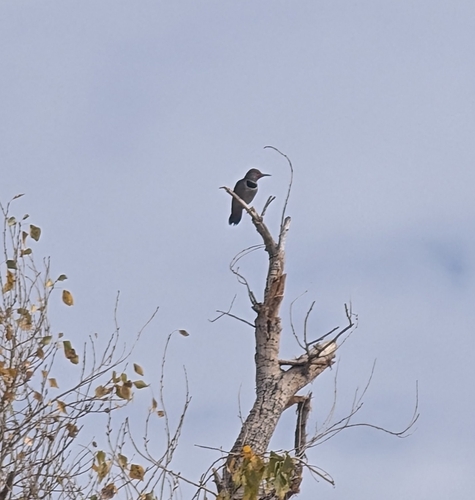 iNaturalist observation 2026-02-02