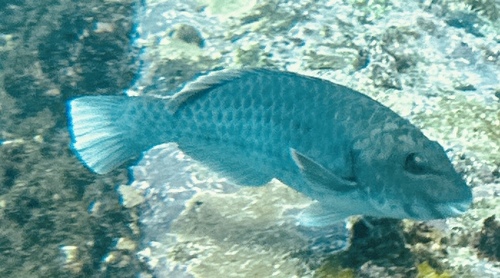 Sparisoma cretense