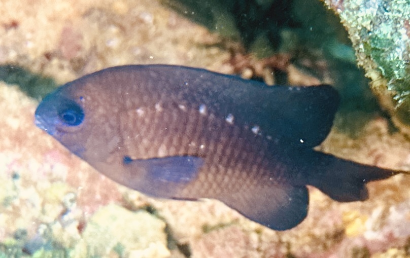 Cape Verde gregory (Stegastes imbricatus) — Pomacentridae