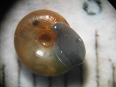 Glyphyalinia wheatleyi