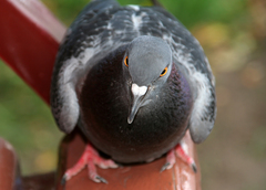 Columba livia domestica