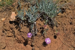 Psephellus carbonatus