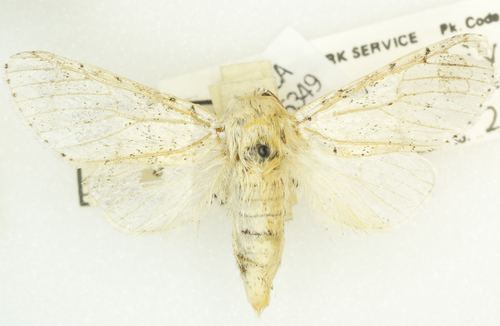 Gray Furcula Moth and Allies photo 5