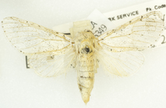 Furcula nivea