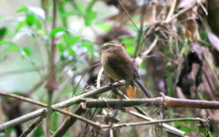 Silvicultrix diadema