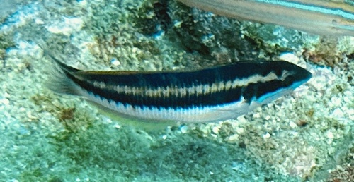 Thalassoma pavo