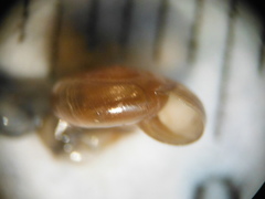 Glyphyalinia wheatleyi