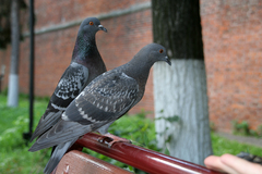 Columba livia domestica