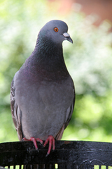 Columba livia domestica