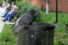 Columba livia domestica