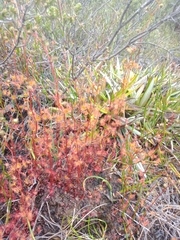 Drosera peltata