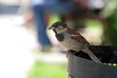 Passer domesticus
