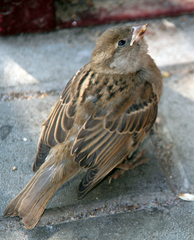 Passer domesticus