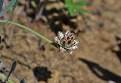Psephellus carbonatus