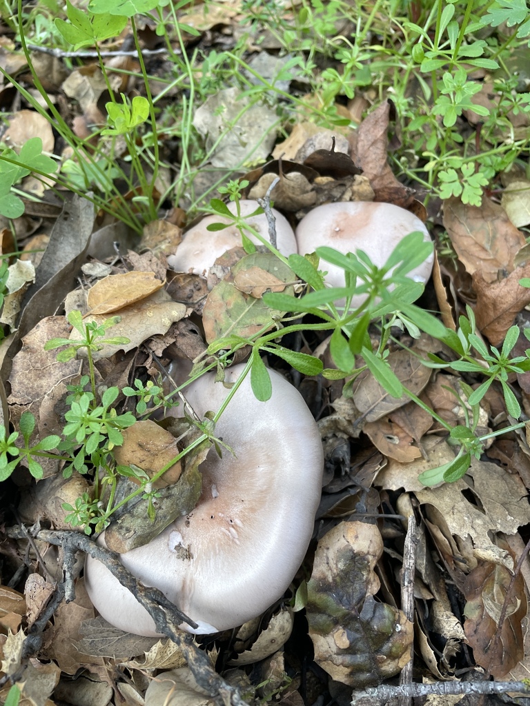 Collybia nuda · February 2026 · photo: © danieldas (iNaturalist, cc0)