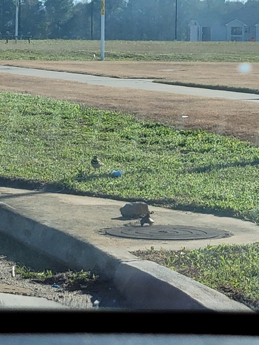 Killdeer photographed in Alabama