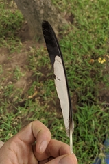 Crinifer piscator