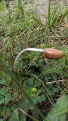 Conocybe deliquescens