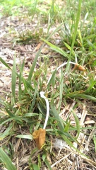Conocybe deliquescens