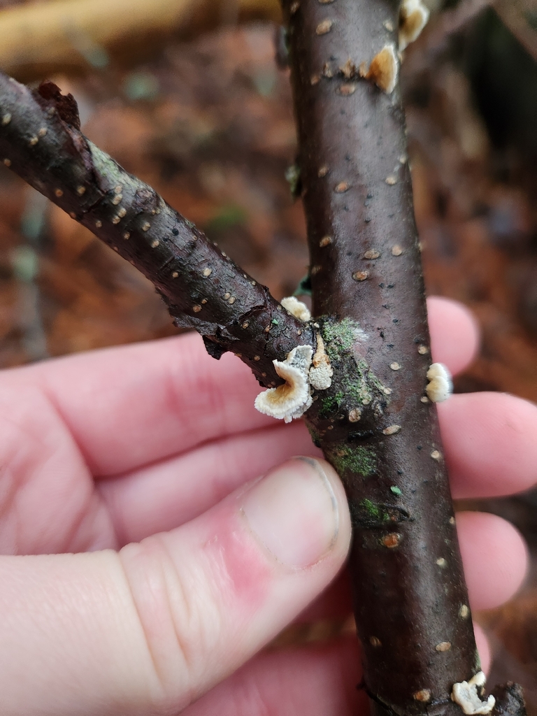 Plicatura crispa · February 2026 · photo: © lytiic (iNaturalist, cc-by-nc)