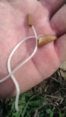Conocybe deliquescens