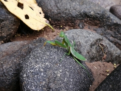 Hierodula mindanensis